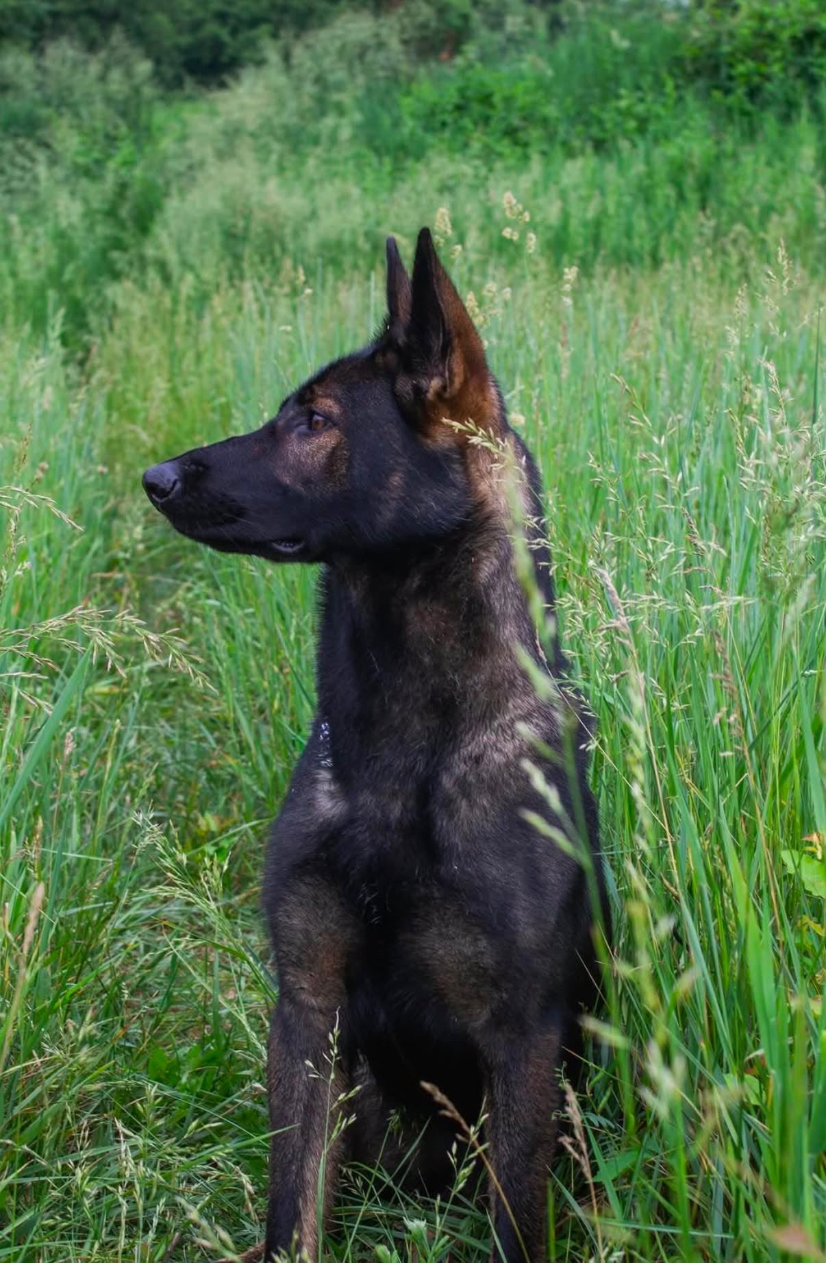 Kota outdoors in tall grass