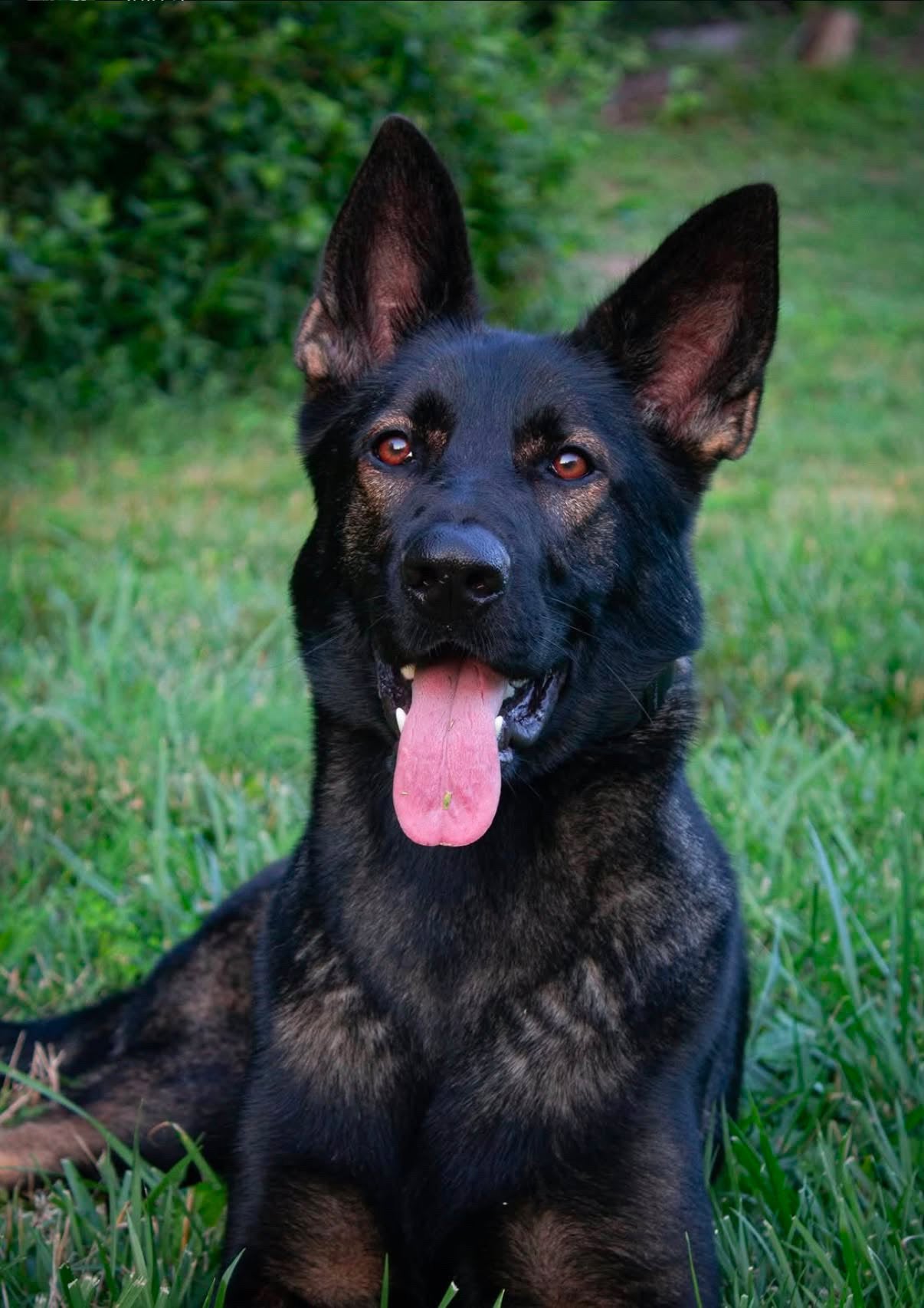Working dog and handler outdoors
