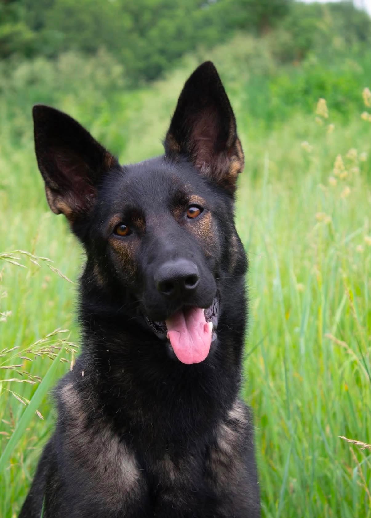 Working dog standing in a field