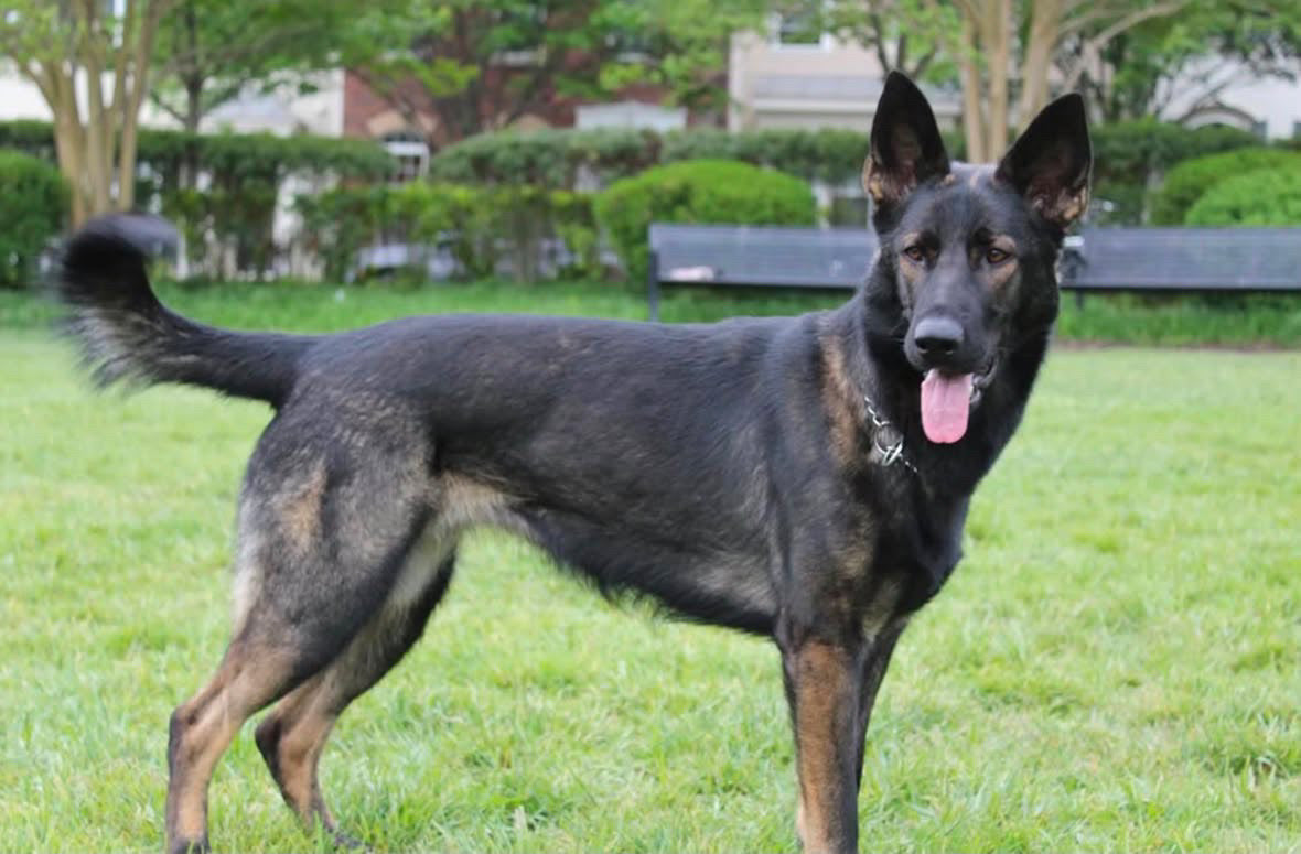 Working dog during outdoor training